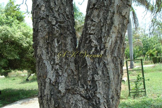  Bark of Tree